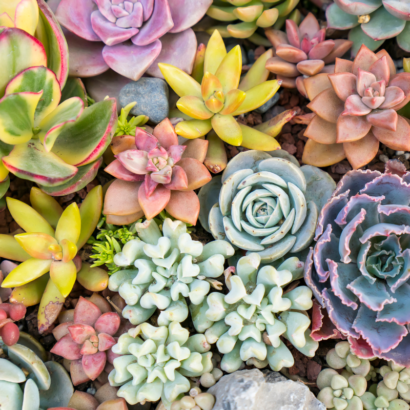 Plant-Based Enzymes Can’t Compete — Here’s the Chemistry Behind Why